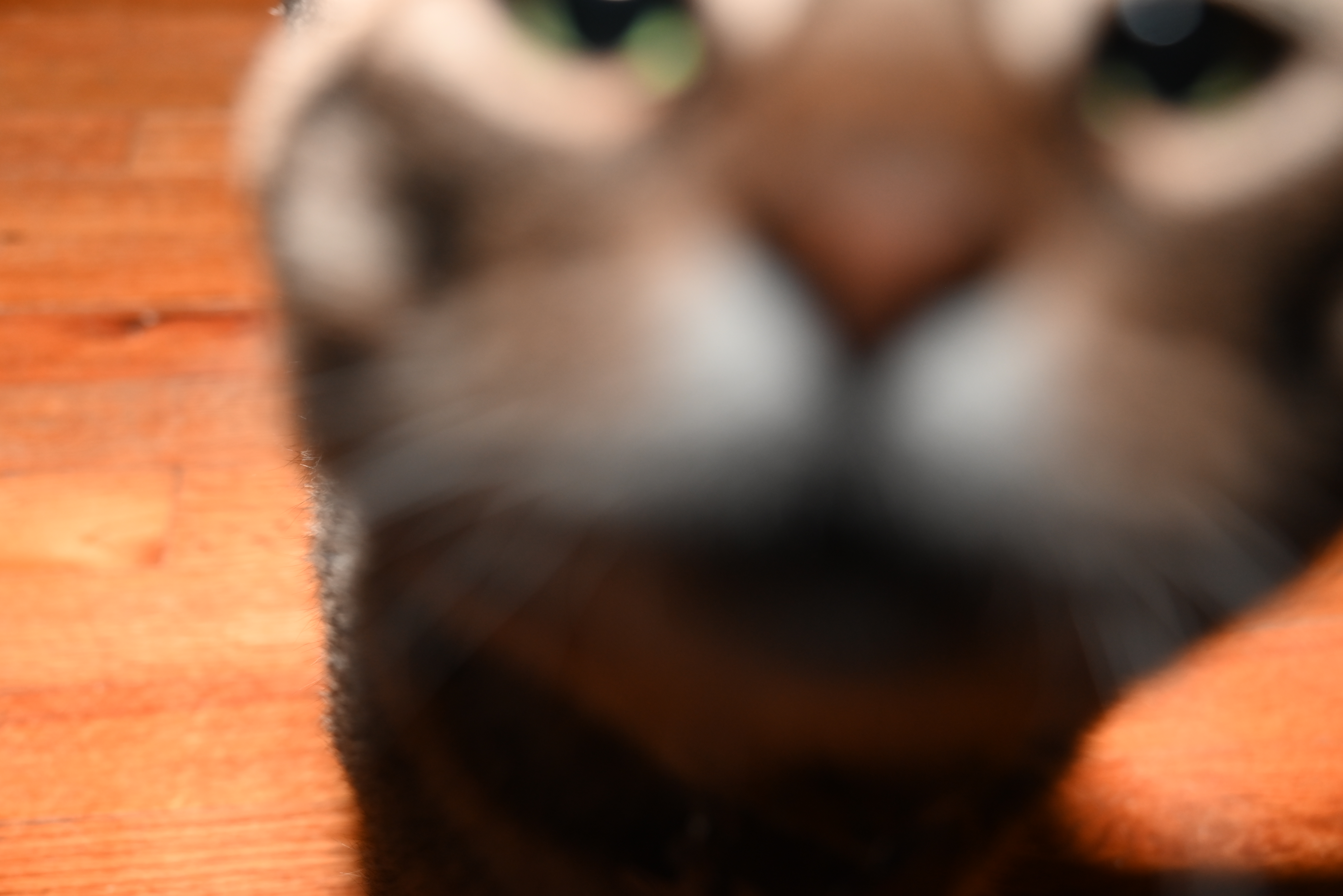 cat sniffing the camera